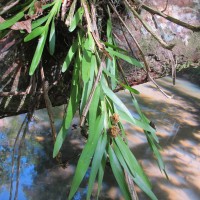 Agrostophyllum zeylanicum Hook.f.